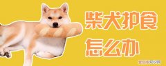 柴犬护食怎么办，如何训练柴犬不护食