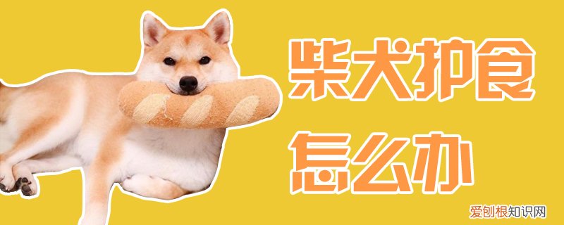 柴犬护食怎么办,如何训练柴犬不护食
