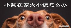 小狗在家大小便怎么办，小狗老在家里大小便怎么办