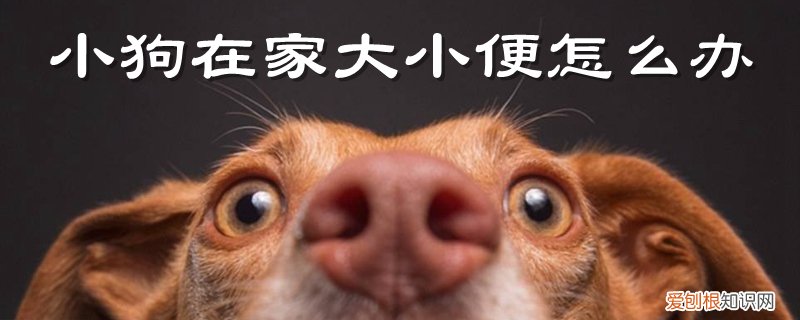 小狗在家大小便怎么办，小狗老在家里大小便怎么办