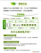 怎么喂龟吃龟粮 ，龟粮如何喂食？