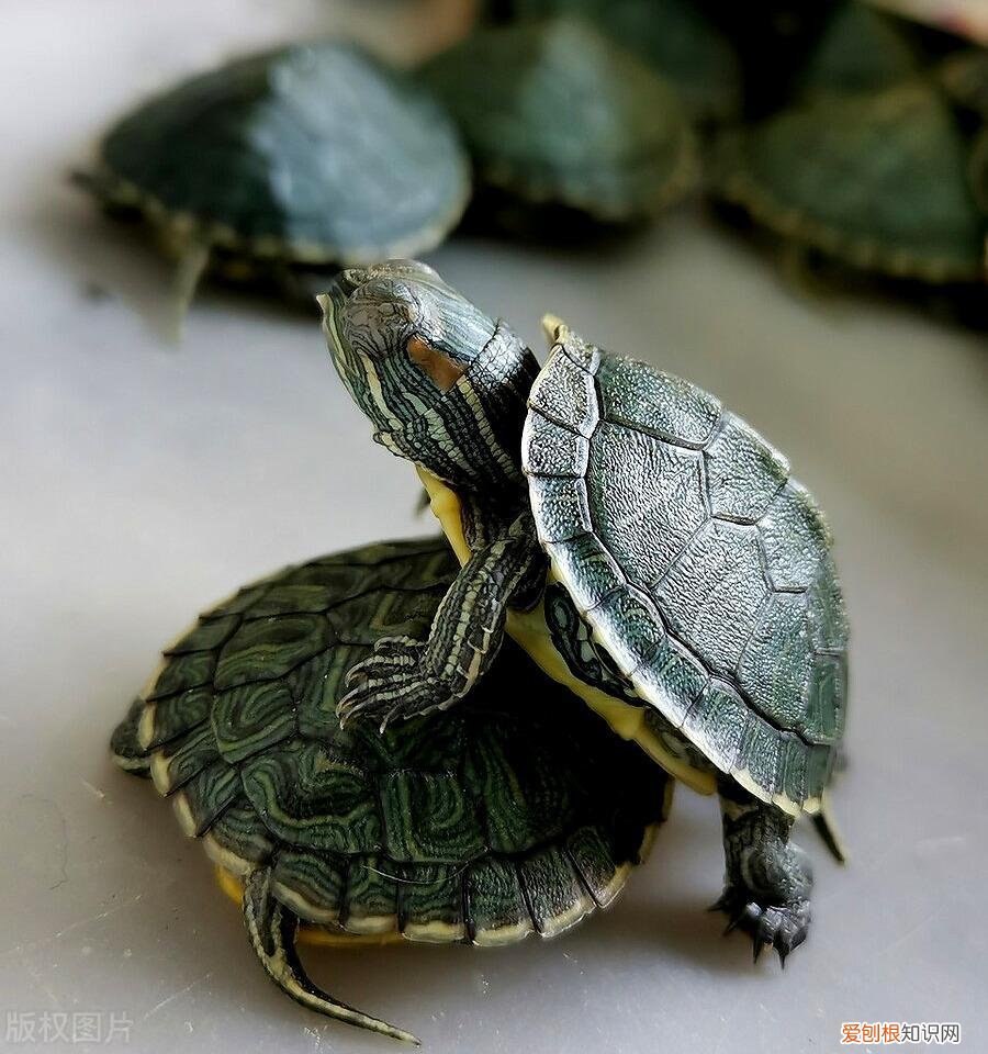 龟得了肺炎什么症状 ，为什么乌龟肺炎会飘起来？