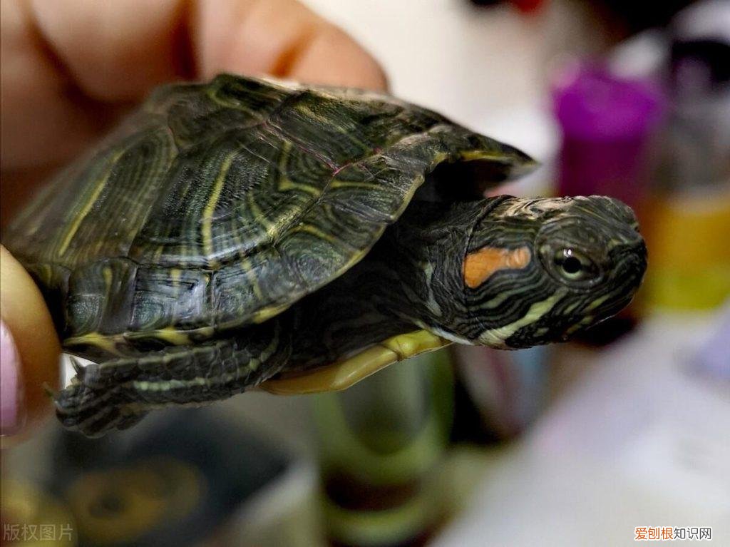 龟得了肺炎什么症状 ，为什么乌龟肺炎会飘起来？