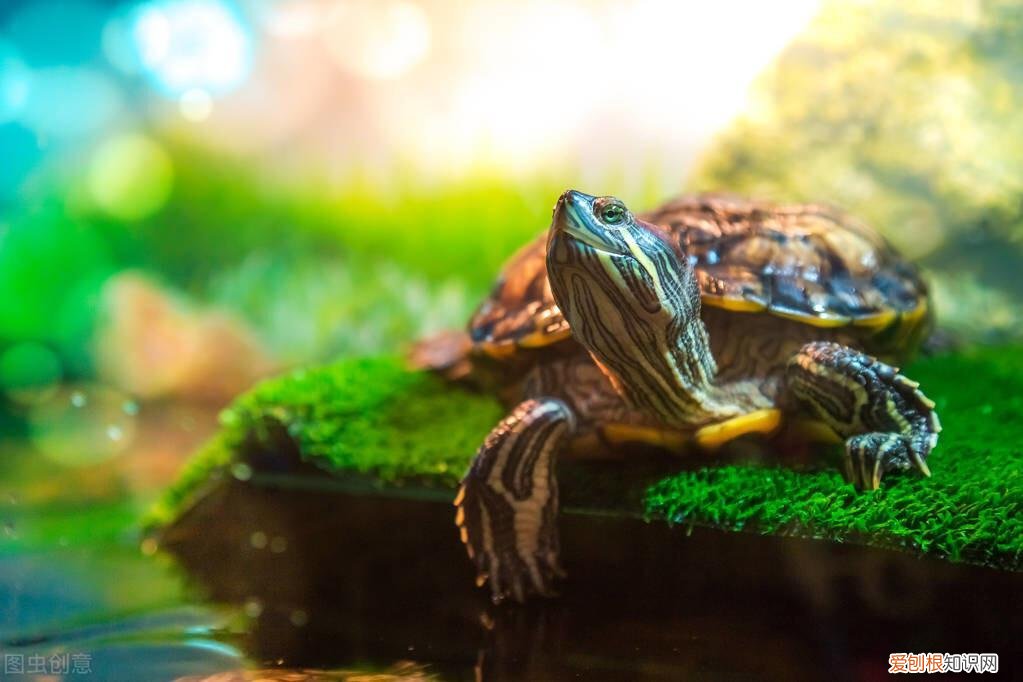 龟得了肺炎什么症状 ，为什么乌龟肺炎会飘起来？