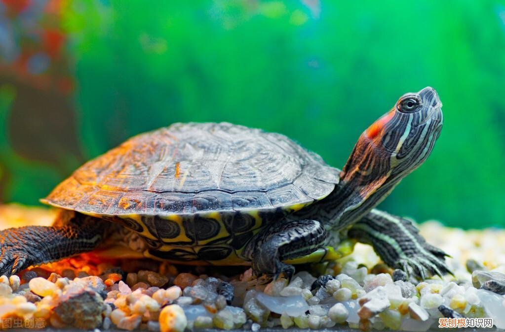 龟得了肺炎什么症状 ，为什么乌龟肺炎会飘起来？