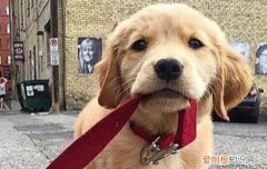 金毛走失了能回来吗 金毛跑丢了还会回来吗