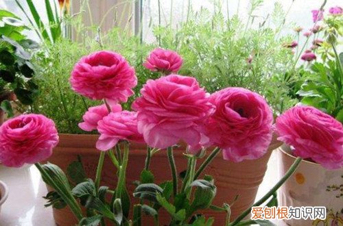 为什么牡丹一直不长叶 洋牡丹只长叶子，就是不开花怎么办？