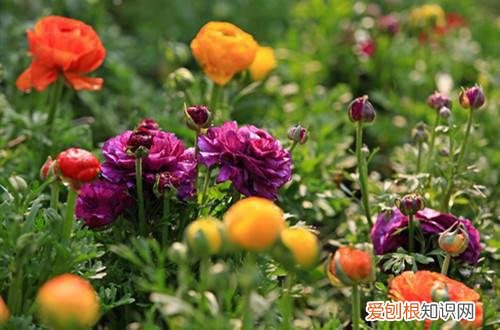 为什么牡丹一直不长叶 洋牡丹只长叶子，就是不开花怎么办？