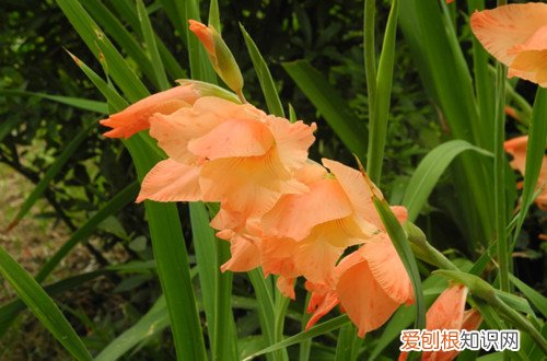 剑兰花叶子发黄 剑兰叶子长得很好，就是不开花，请问怎么回事？