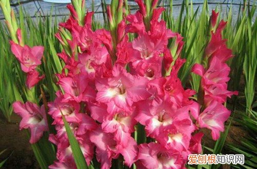 剑兰花叶子发黄 剑兰叶子长得很好，就是不开花，请问怎么回事？