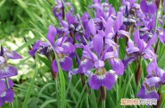 剑兰花叶子发黄 剑兰叶子长得很好，就是不开花，请问怎么回事？