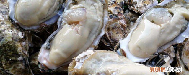 牡蛎的功效与作用有哪些 牡蛎有什么作用与功效