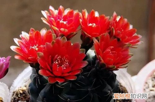 绯花玉换盆后能直接晒太阳吗 绯花玉怎么换盆？做好换盆工作，不仅花朵开得更多，而且长势更好