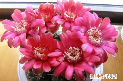 绯花玉换盆后能直接晒太阳吗 绯花玉怎么换盆？做好换盆工作，不仅花朵开得更多，而且长势更好