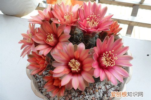 绯花玉换盆后能直接晒太阳吗 绯花玉怎么换盆？做好换盆工作，不仅花朵开得更多，而且长势更好