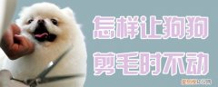 怎样让狗狗剪毛时不动，怎样让狗狗剪毛时不动脑子