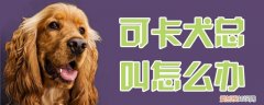 可卡犬总叫怎么办，可卡犬总叫怎么办啊