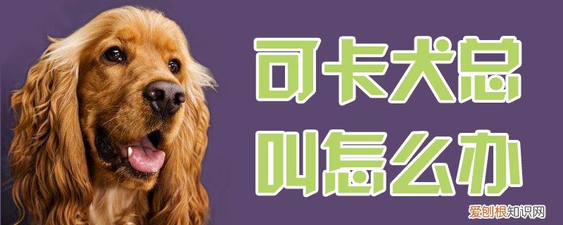 可卡犬总叫怎么办，可卡犬总叫怎么办啊