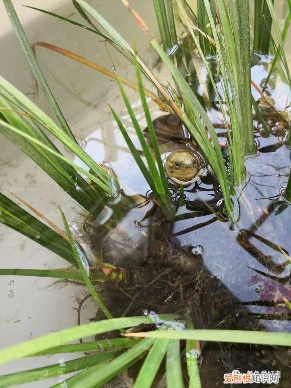 龟龟白眼病持续多久好 ，龟得白眼病？