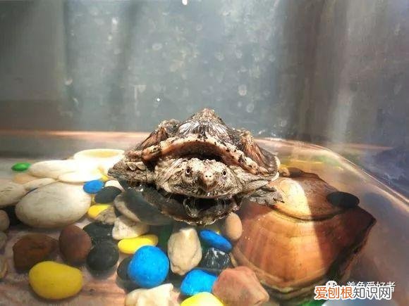 龟龟白眼病持续多久好 ，龟得白眼病？