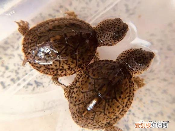 龟龟白眼病持续多久好 ，龟得白眼病？