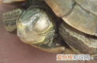龟龟白眼病持续多久好 ，龟得白眼病？