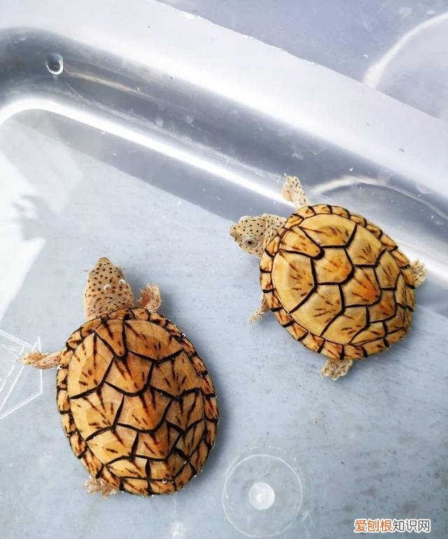 乌龟腐皮怎么治愈 ，乌龟腐皮怎么治疗好？