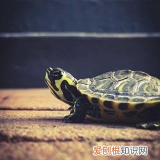 乌龟腐皮怎么治愈 ，乌龟腐皮怎么治疗好？