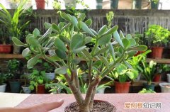 玉树烂根后怎么处理 玉树烂根了怎么办？了解这几个原因，并及时挽救！