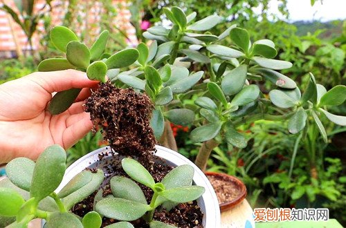 玉树烂根后怎么处理 玉树烂根了怎么办？了解这几个原因，并及时挽救！