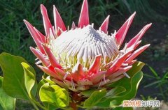 帝王花的养殖方法和注意事项 帝王花要怎么养护才能长得好？学会这几点养花妙招，就能养好