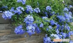 蓝雪花花开后如何修剪 蓝雪花怎么修剪？可以采用这几种修剪方式，修剪得好，花开得越多