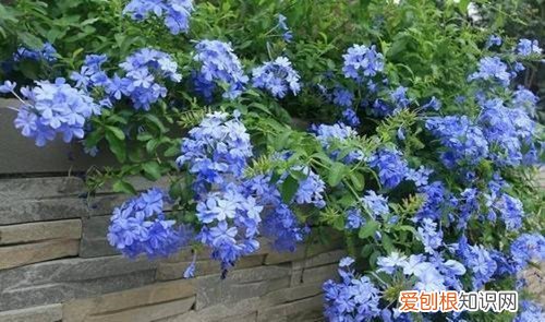 蓝雪花花开后如何修剪 蓝雪花怎么修剪？可以采用这几种修剪方式，修剪得好，花开得越多