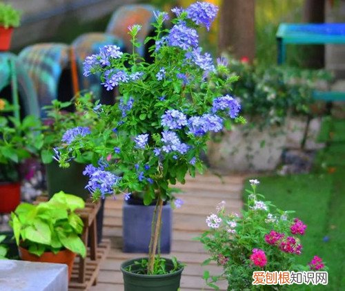 蓝雪花花开后如何修剪 蓝雪花怎么修剪？可以采用这几种修剪方式，修剪得好，花开得越多