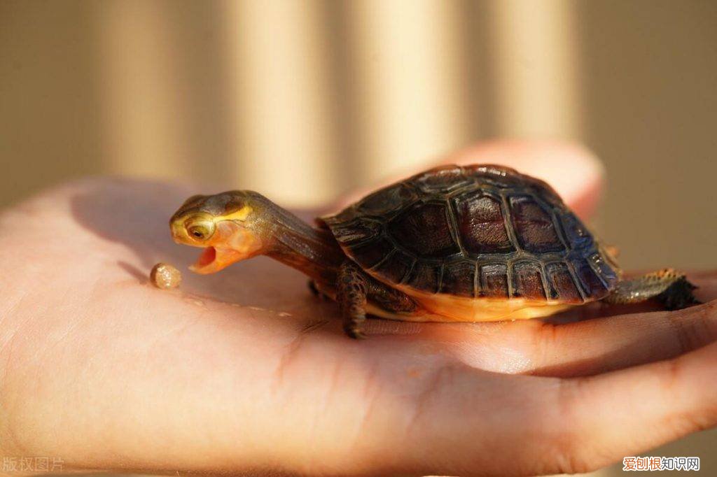 乌龟咬人为什么不松口 ，乌龟为什么咬我？