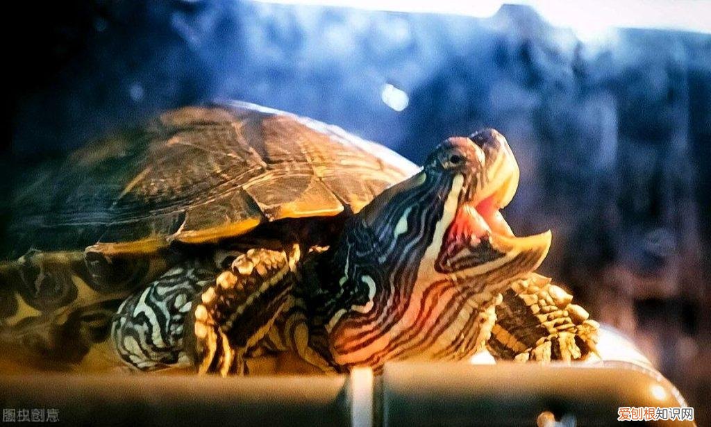 乌龟咬人为什么不松口 ，乌龟为什么咬我？