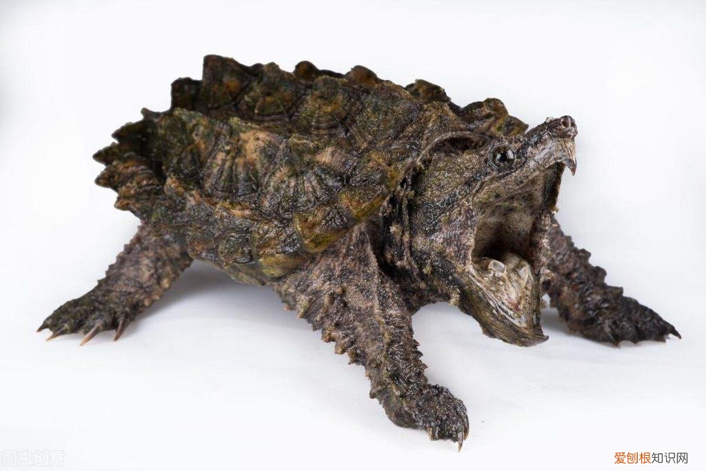 乌龟咬人为什么不松口 ，乌龟为什么咬我？