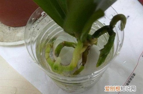 蝴蝶兰可以水培吗 蝴蝶兰还可以用水培的方法来养殖，赶紧来试试！