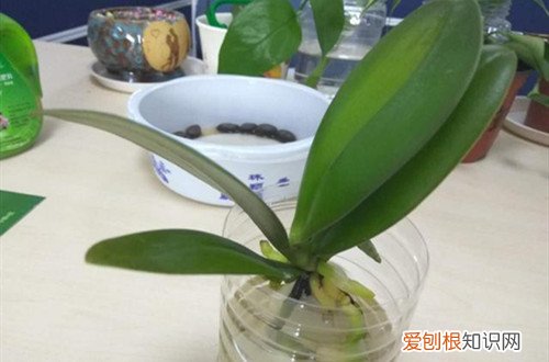 蝴蝶兰可以水培吗 蝴蝶兰还可以用水培的方法来养殖，赶紧来试试！