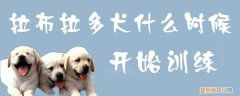 拉布拉多犬什么时候开始训练，拉布拉多犬什么时候训练最合适