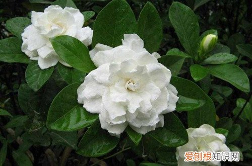 栀子花有小花苞但一直不会开 小叶栀子花为什么花苞长大还没开碰下就掉了，是缺什么营养吗？