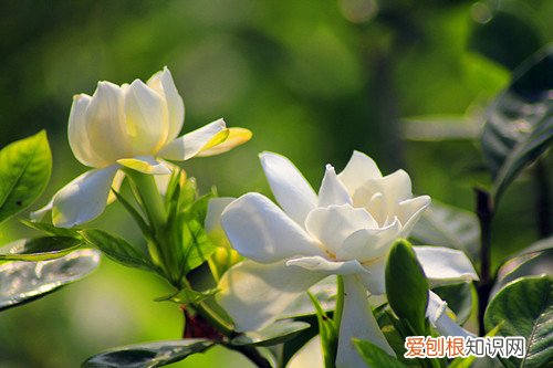 栀子花有小花苞但一直不会开 小叶栀子花为什么花苞长大还没开碰下就掉了，是缺什么营养吗？