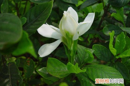 栀子花有小花苞但一直不会开 小叶栀子花为什么花苞长大还没开碰下就掉了，是缺什么营养吗？