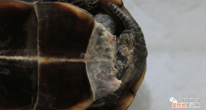 乌龟腐皮腐甲怎么治 ，乌龟腐皮腐甲能自愈吗？