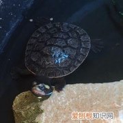 乌龟腐皮好治疗吗 ，乌龟腐皮能自愈吗?？
