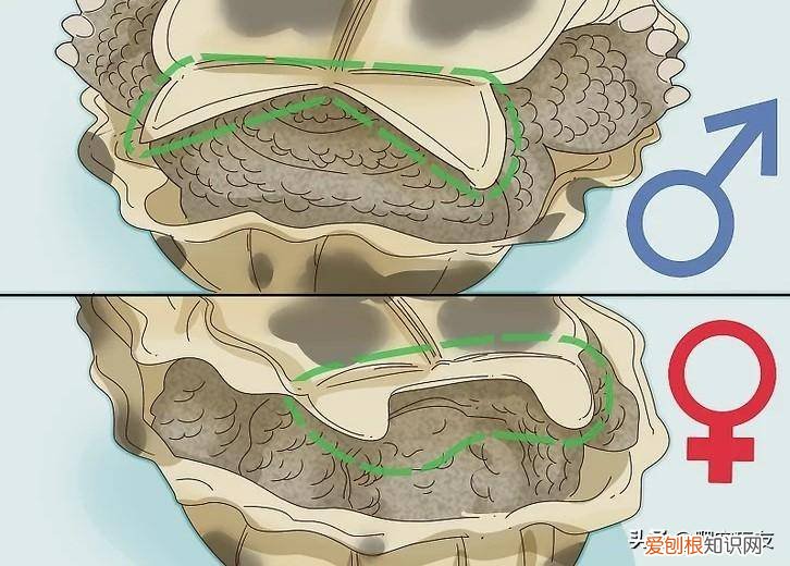 如何分辨乌龟是雌的还是雄的 ，怎么辨别乌龟是雌的还是雄的？