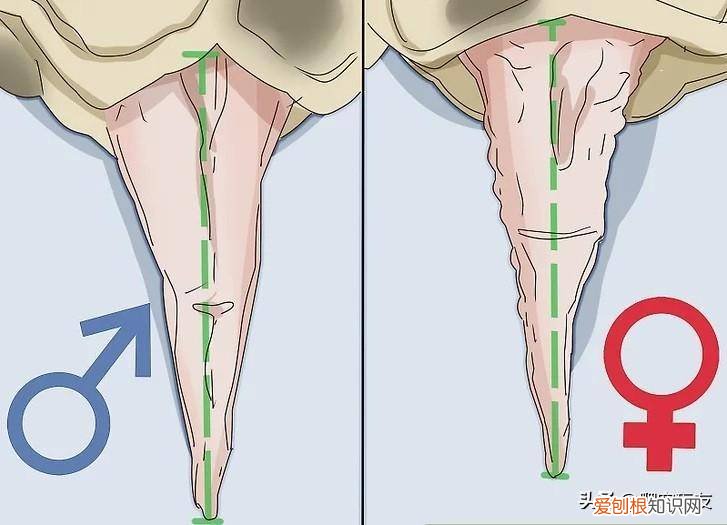如何分辨乌龟是雌的还是雄的 ，怎么辨别乌龟是雌的还是雄的？