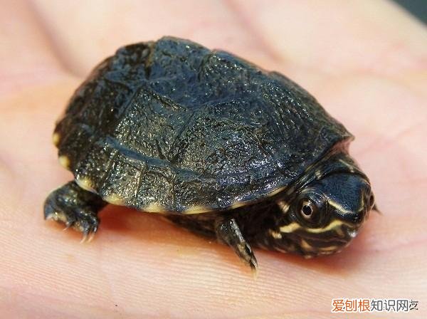 怎么分辨乌龟几岁?视频 ，怎么辨别乌龟几岁？