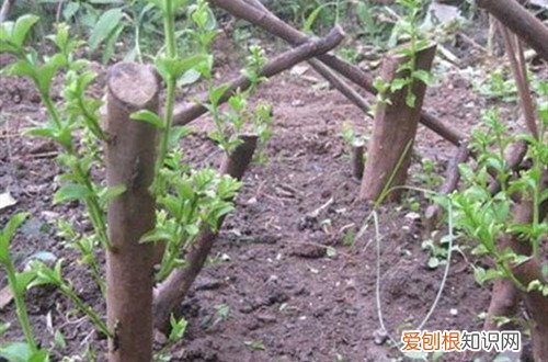 紫薇花枝条怎么扦插 紫薇花怎么扦插？这样做可以一盆变多盆！