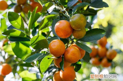 金桔盆栽不长叶子 金桔树到现在也没开花，叶子倒是长得不错咋回事呢？
